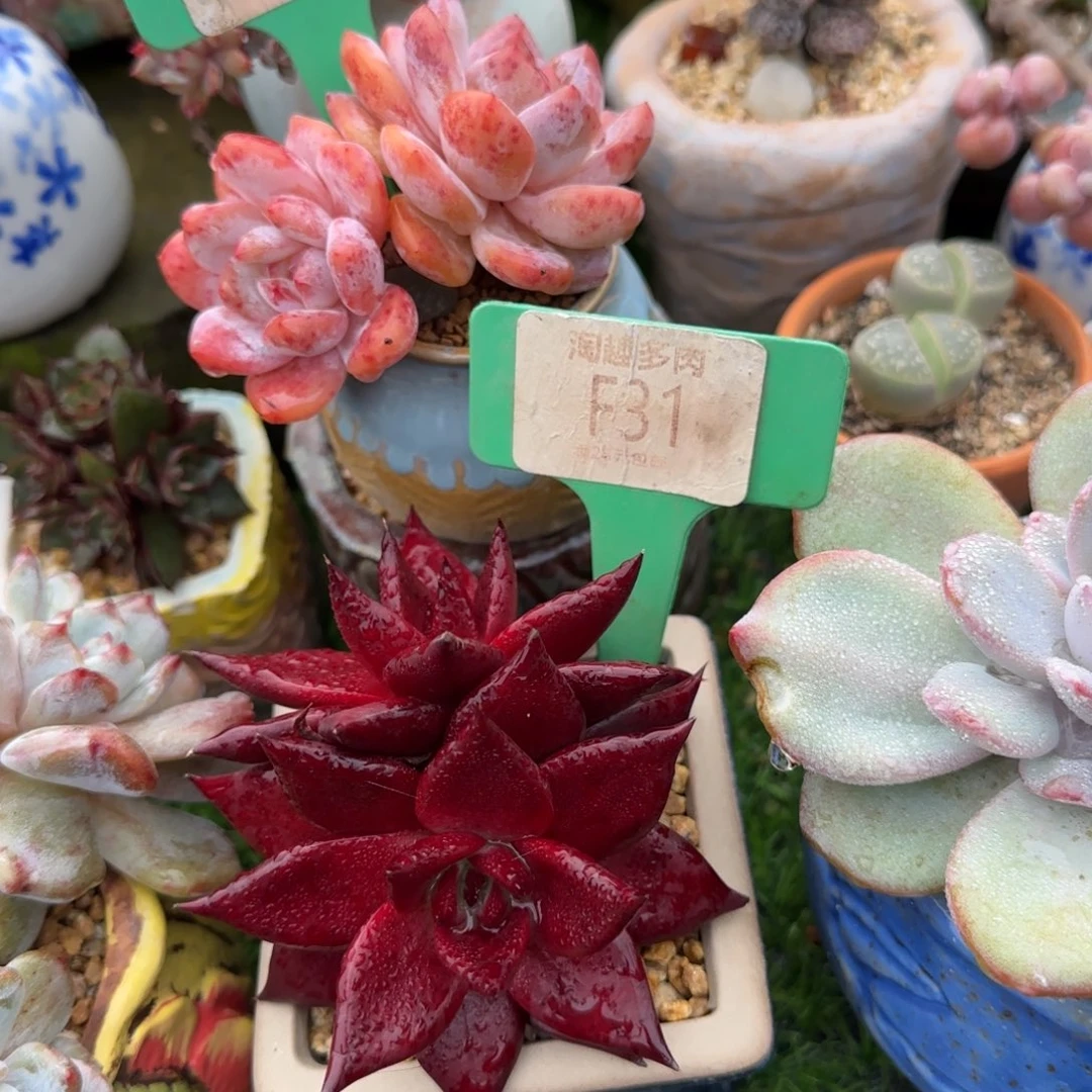 一***·多肉植物鸳鸯草等