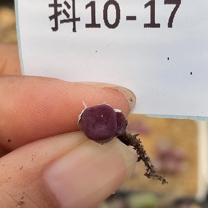 10-17方碗多肉植物