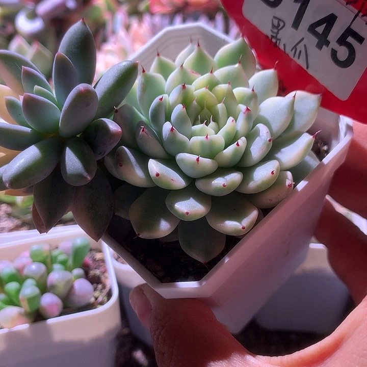 黑爪覆轮锦有根有