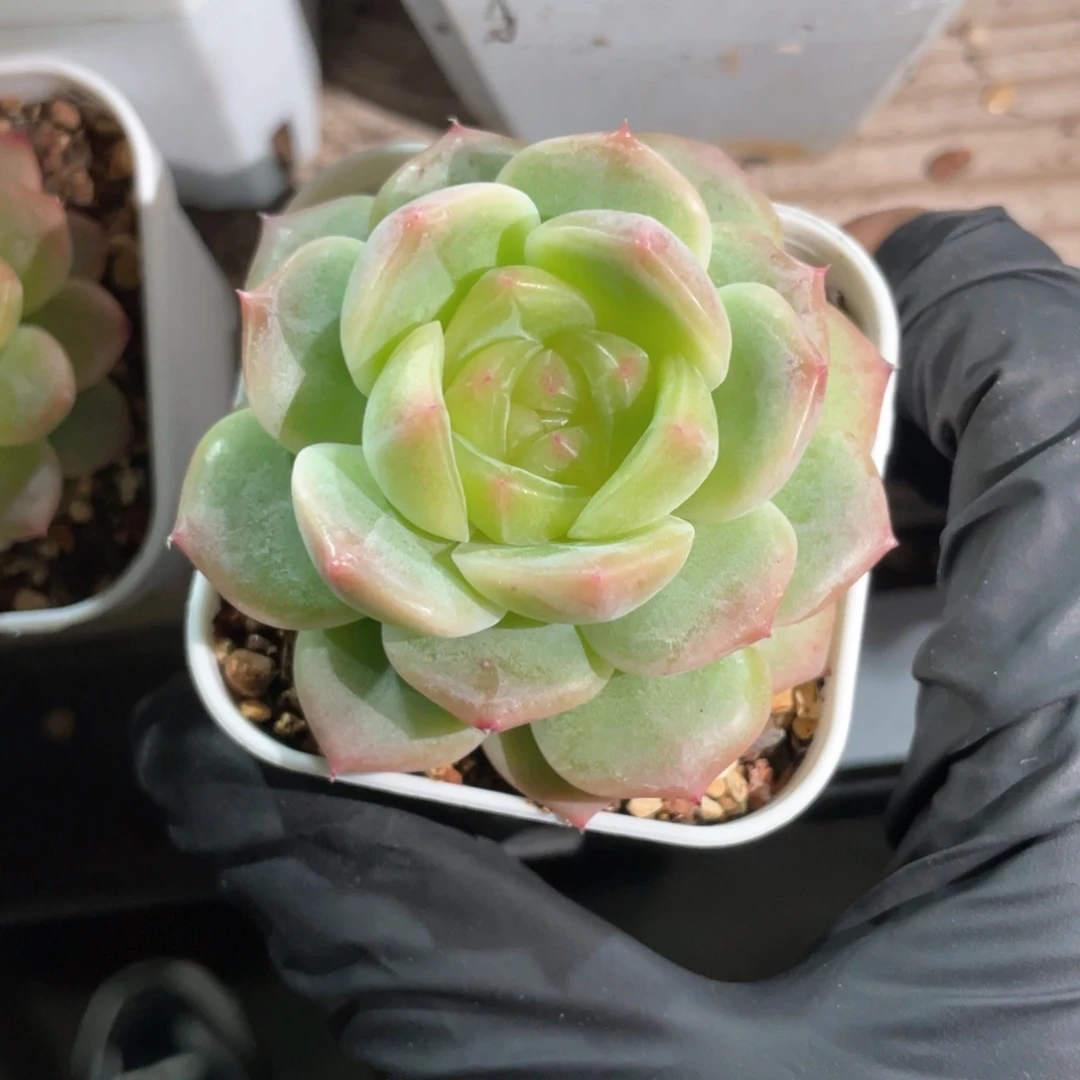 优选珍妮新品1646