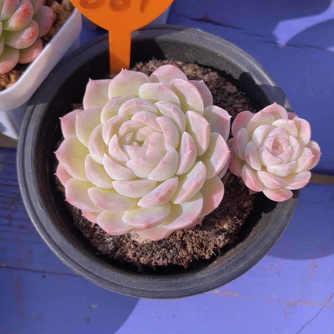 可*887号多肉植物一物一拍