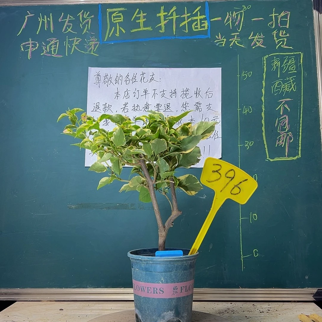 当前无花栽培后可以开花蜡染粉 396