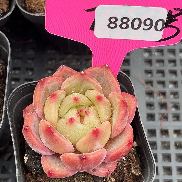 糖心      88090号