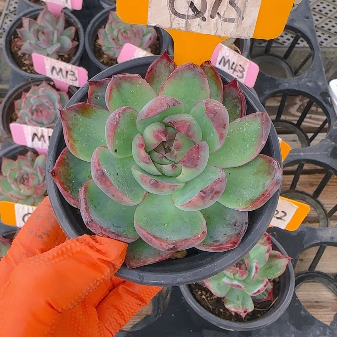 ?****2Q15惊鸿单头多肉