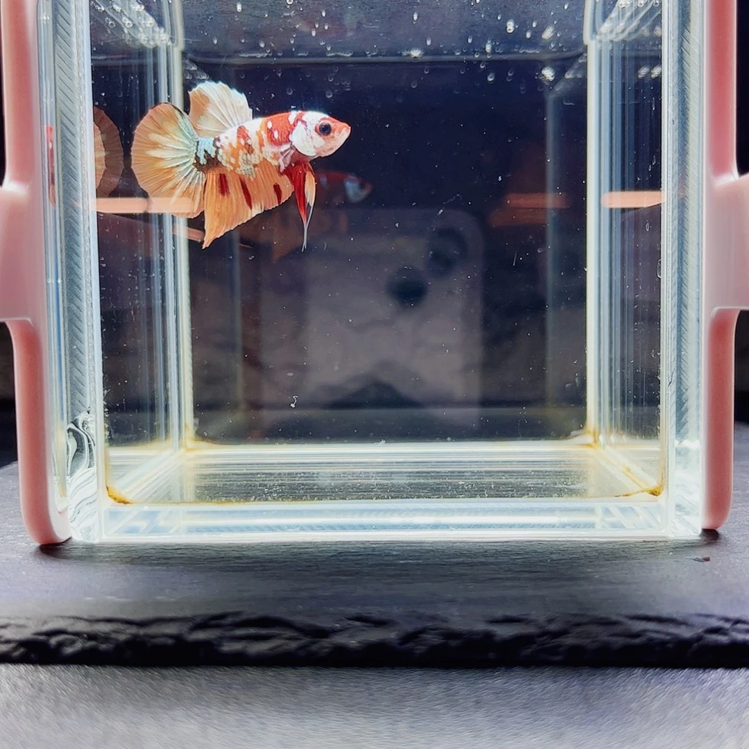海水鱼宙斯斗鱼竞拍09-26