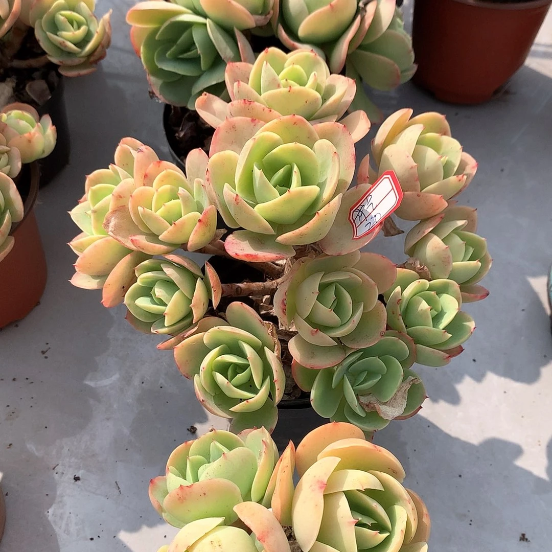 鸡蛋碧桃多肉植物三颗