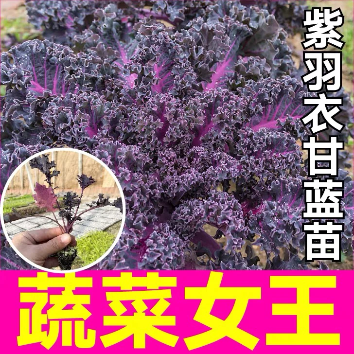 甘蓝大全羽衣甘蓝秧苗紫羽衣甘蓝苗皱皮甘蓝苗苗厂直发