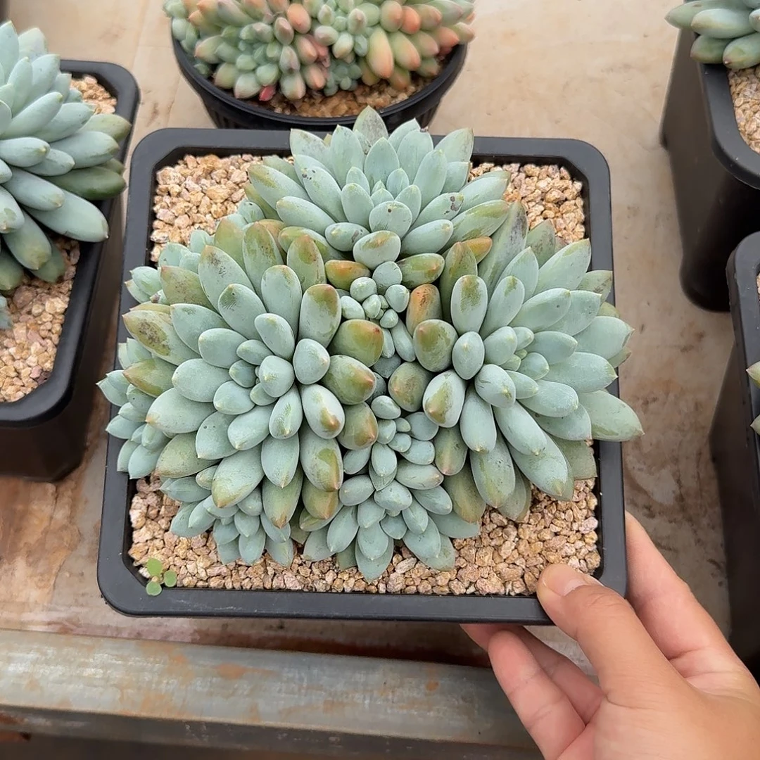 沃版大叶奶糖整无砍群生