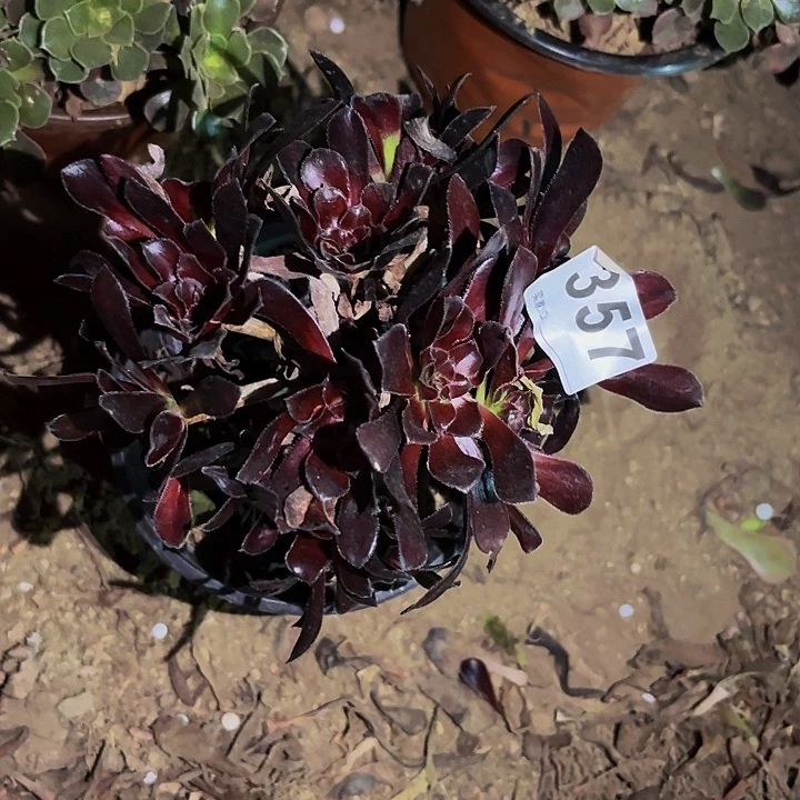 357小叶魔法多肉植物