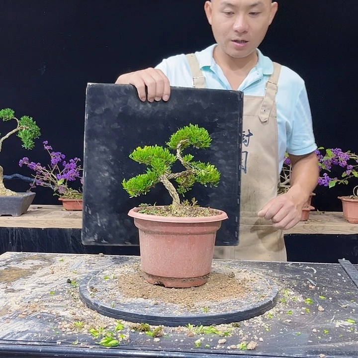 余***你无花朵黄杨盆景四季常青