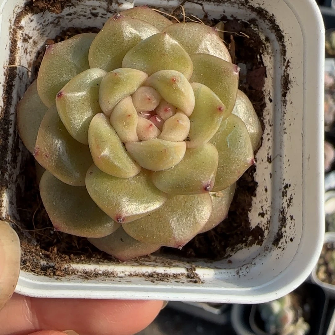 小卡拉米糖心一物一拍