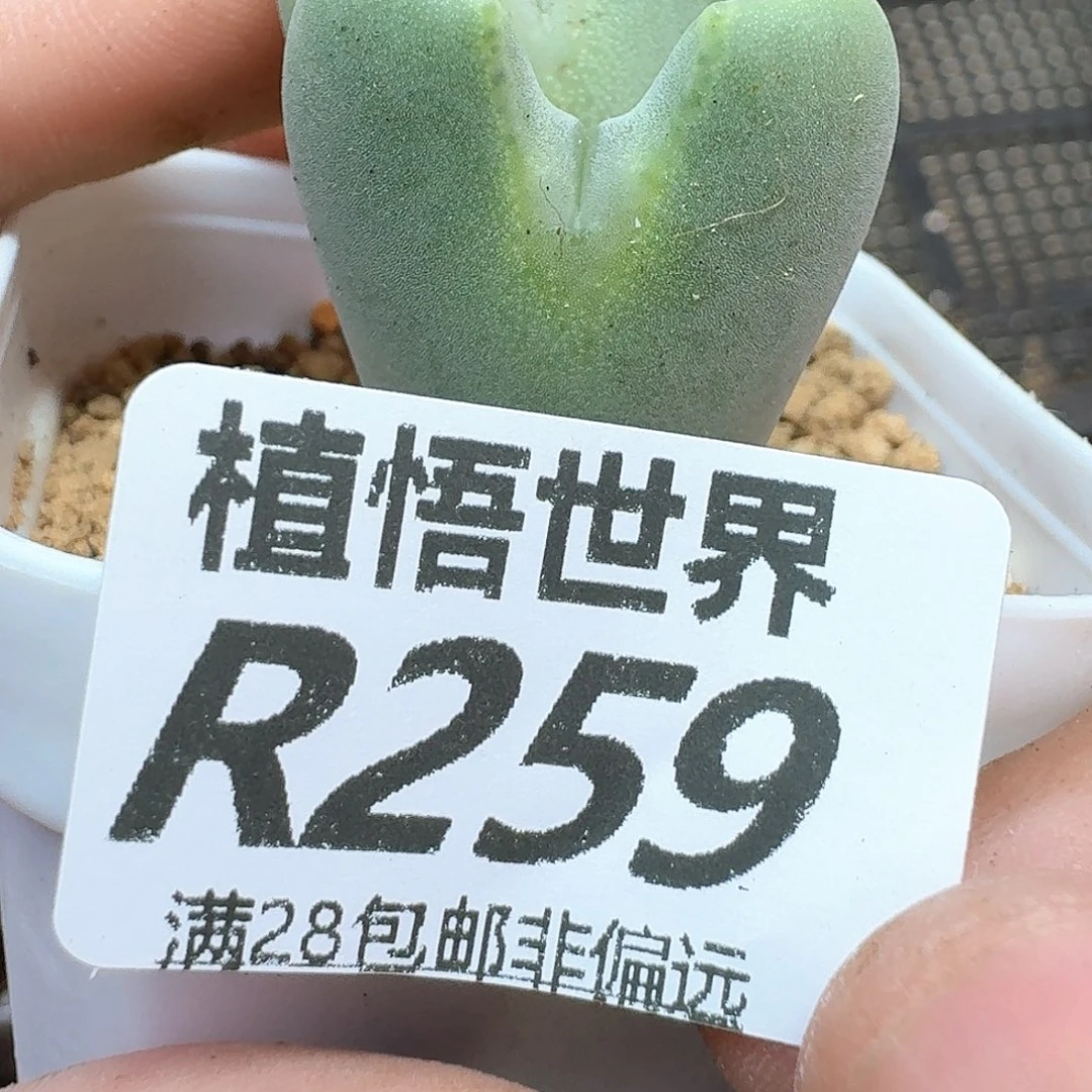 多肉植物的润泽ef