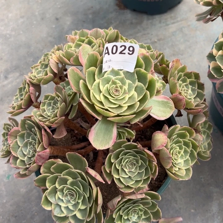 029粉花妖23厘米左右
