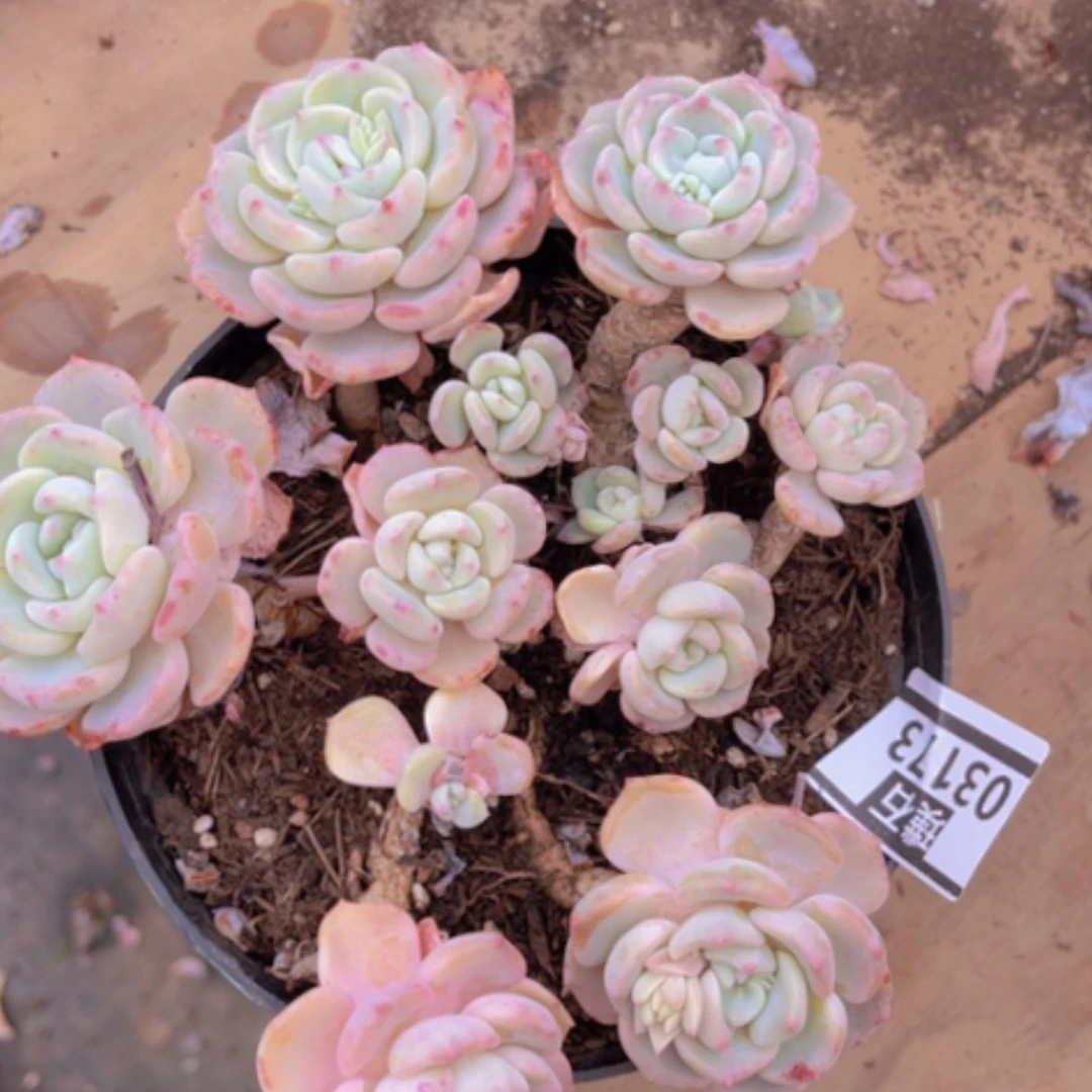 【闪购商品】千山雪不售后03173