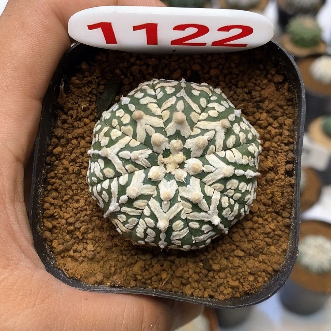 1122福利特价咯打车