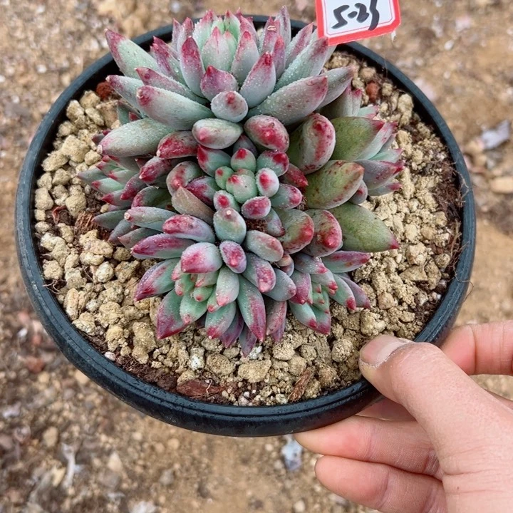 落*精品多肉植物老桩