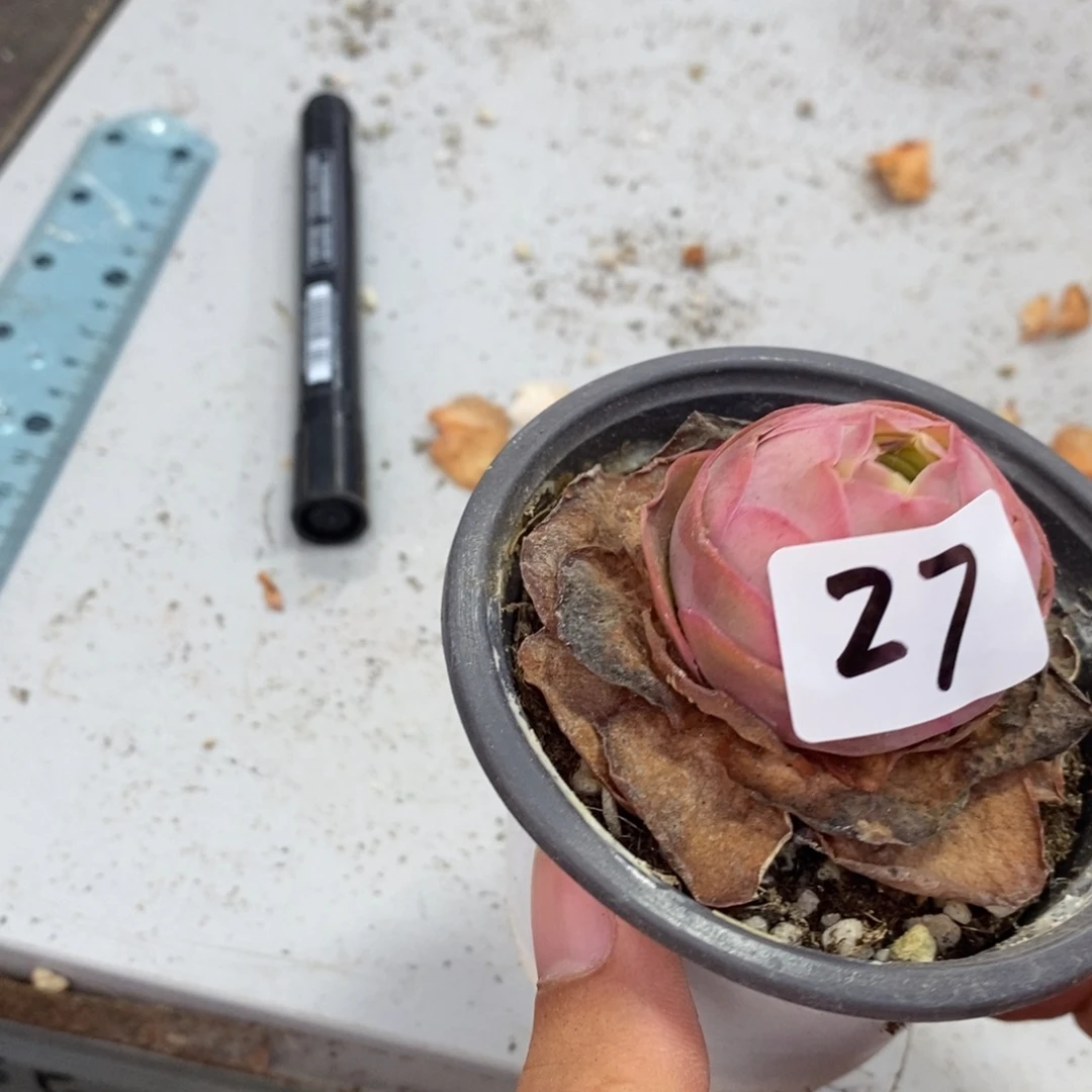 l***o山地玫瑰000000027