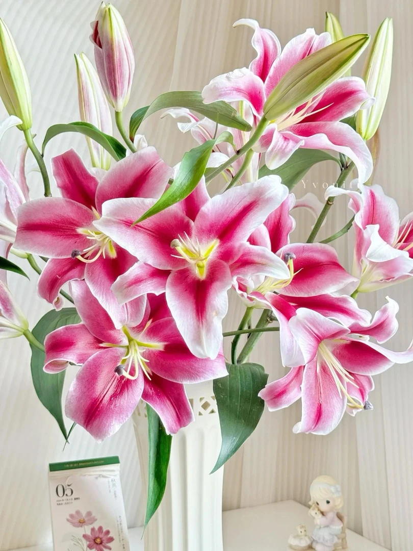 【探花甄选】帕拉佐百合 花卉 云南基地直发 任意购浪漫七夕礼