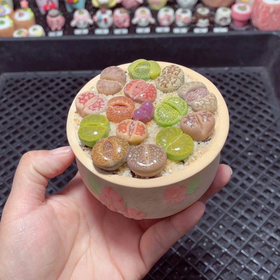 w2324 带盆土发货-零下地区拍保温箱