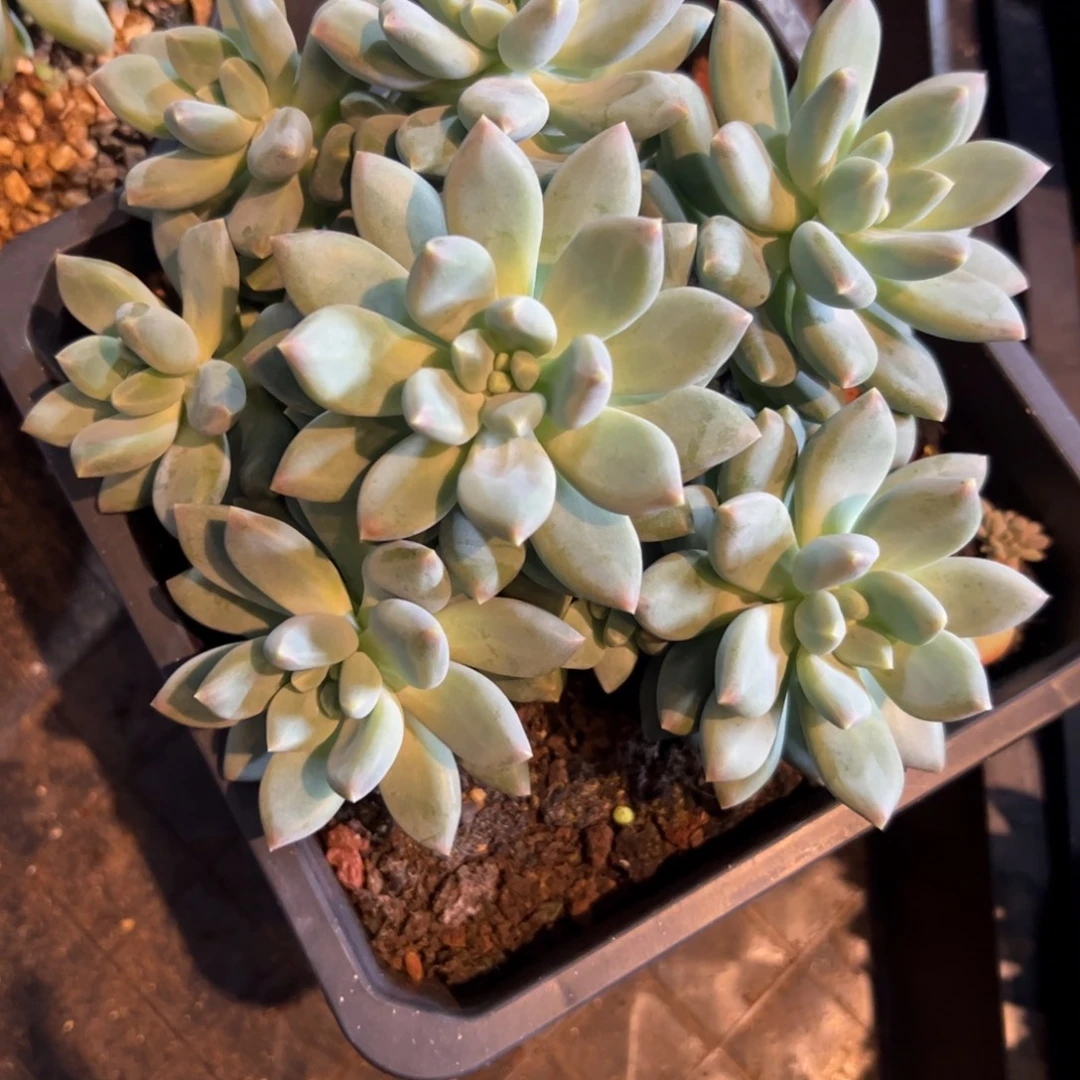 挽***๑多肉植物多肉植物