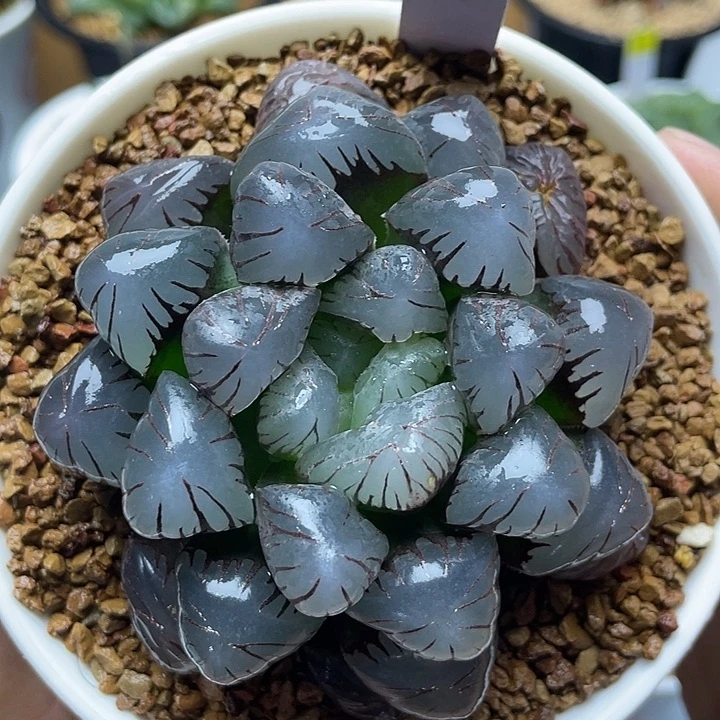 巨大窗大紫冰灯玉露