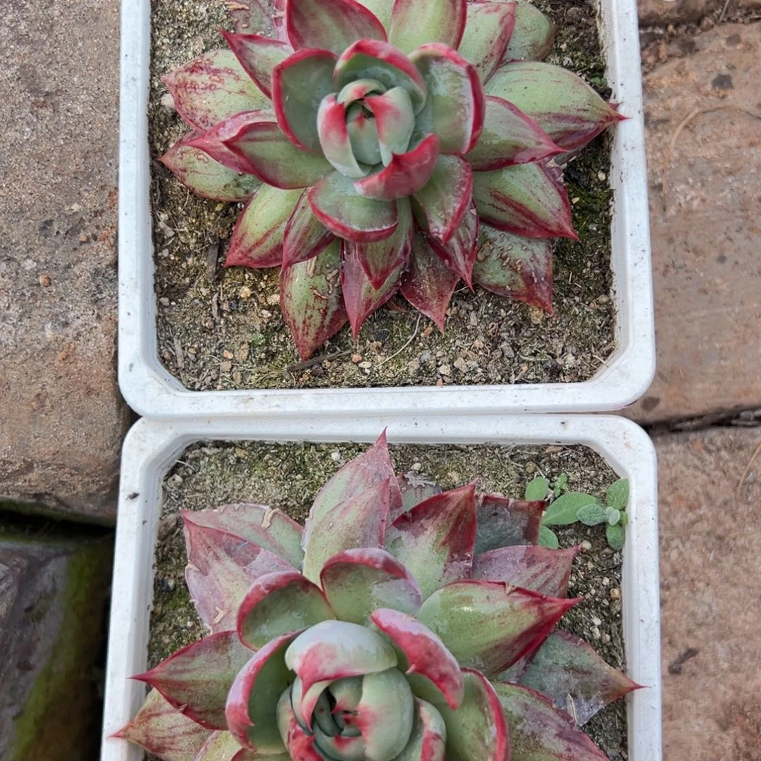 惊鸿仙子多肉植物