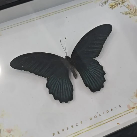 a4花边底美凤蝶雄性瑕疵