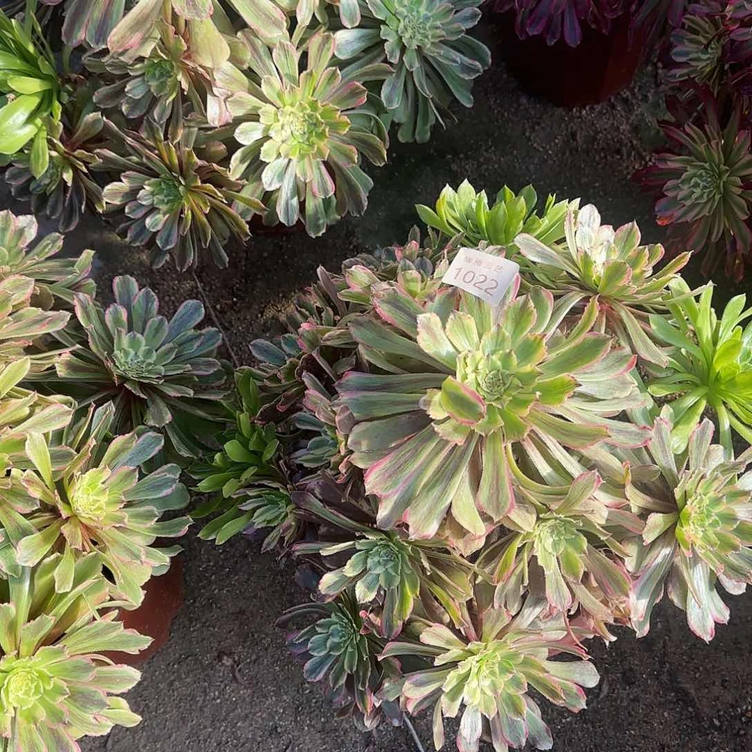 多肉植物萤火粉黛1022