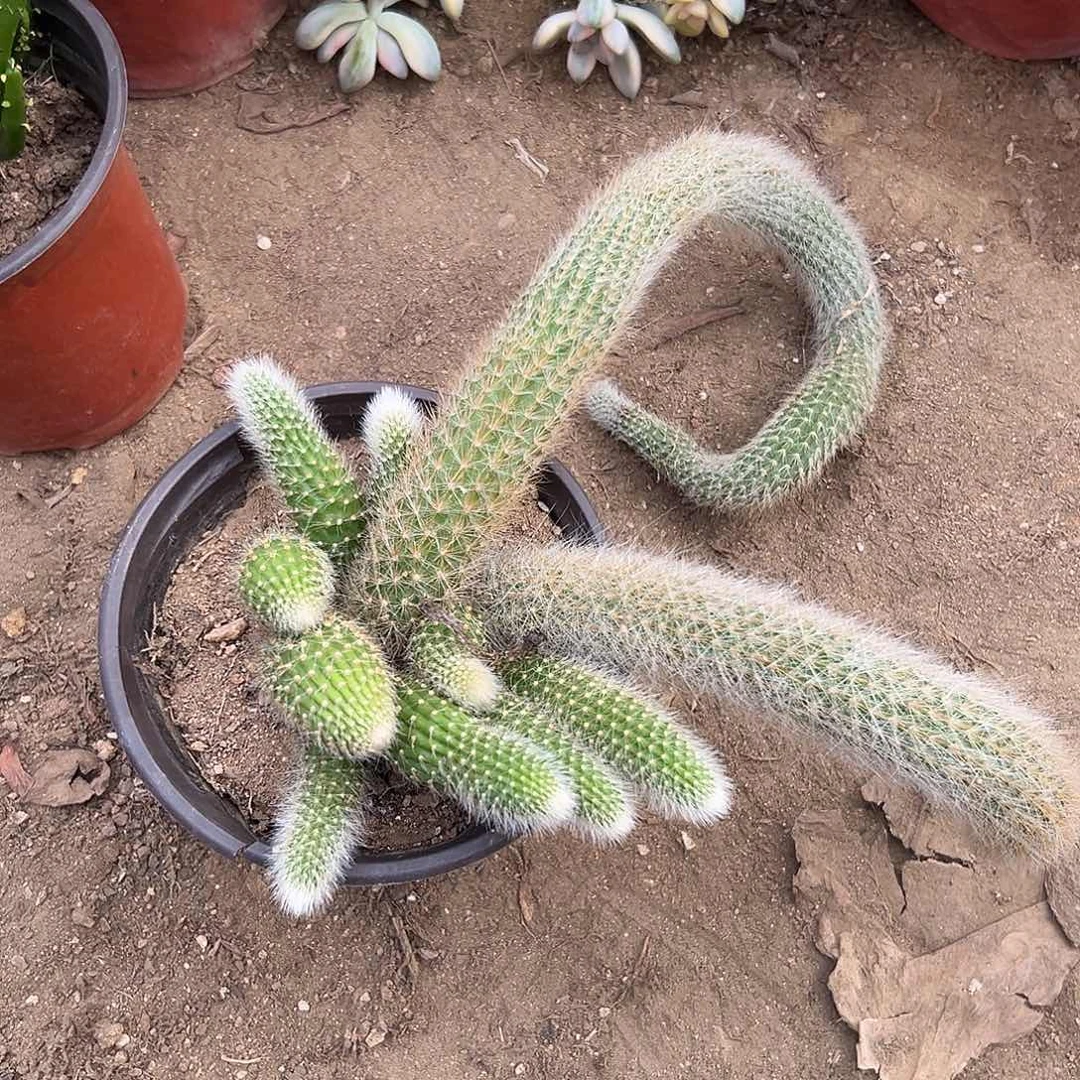 多肉植物九尾狐群