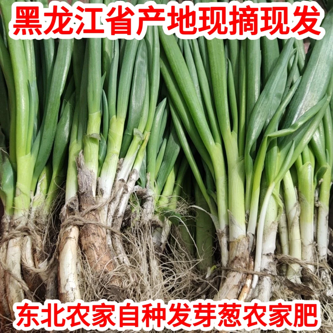 东北农家发芽葱大葱新鲜现摘现发