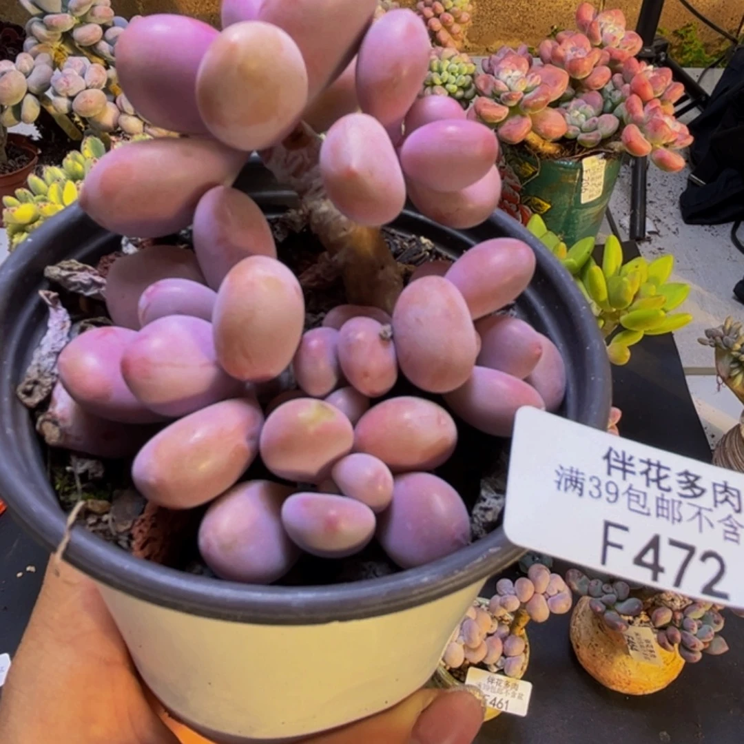 腰子桃蛋472/7cm多肉