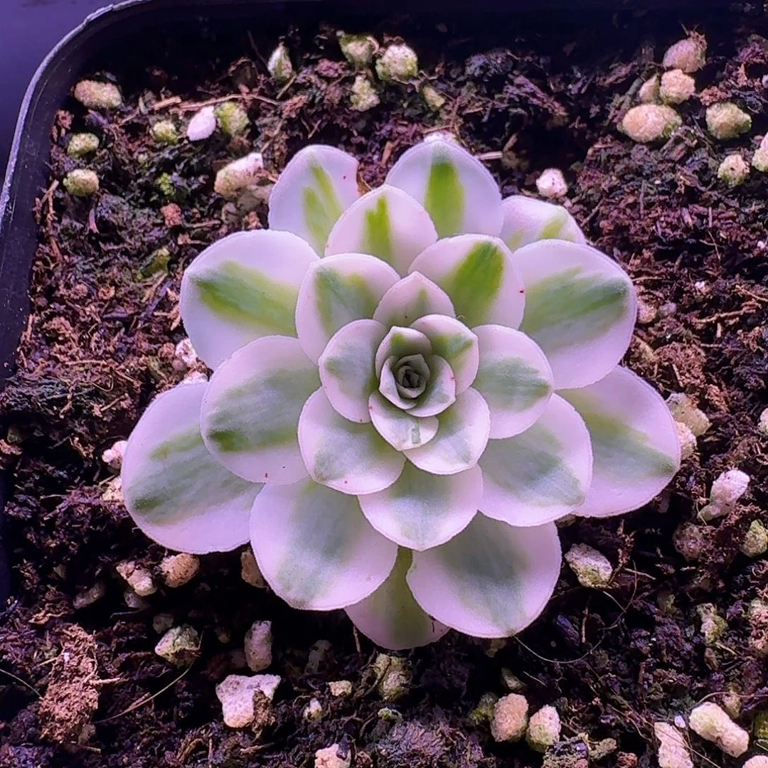 牛***一冬雪带一个侧芽带盆带土一物一拍