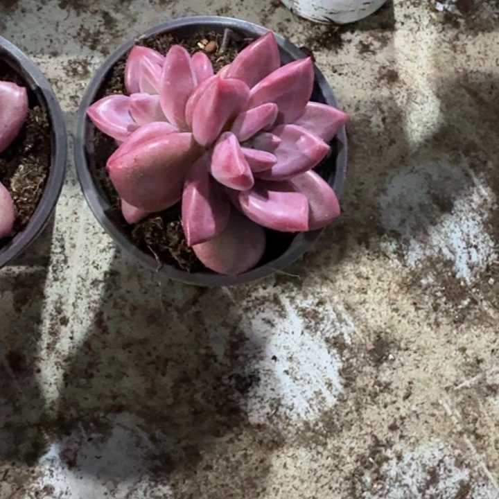 双头赫菲斯托新号福利价