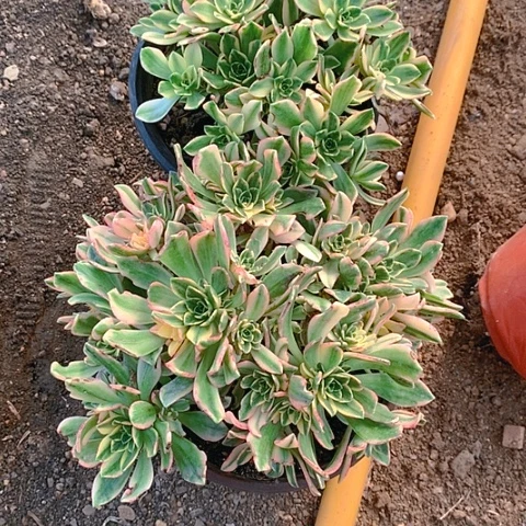 176天茶多肉植物