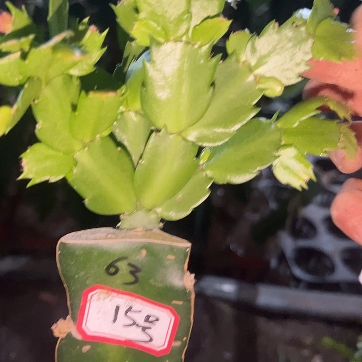 妞***宝15号带盆065.嫁接苗