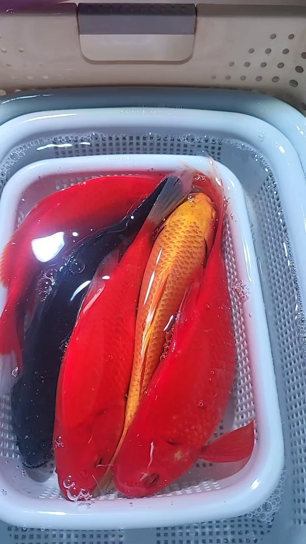 21 号【3红草金+1黄金+1黑金锦鲤15-17公分】冷水观赏鱼包邮