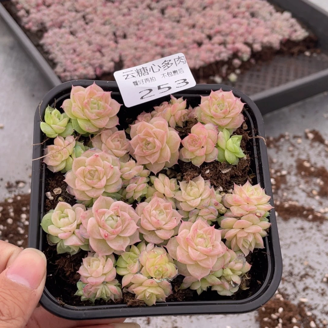 云糖心多肉植物253