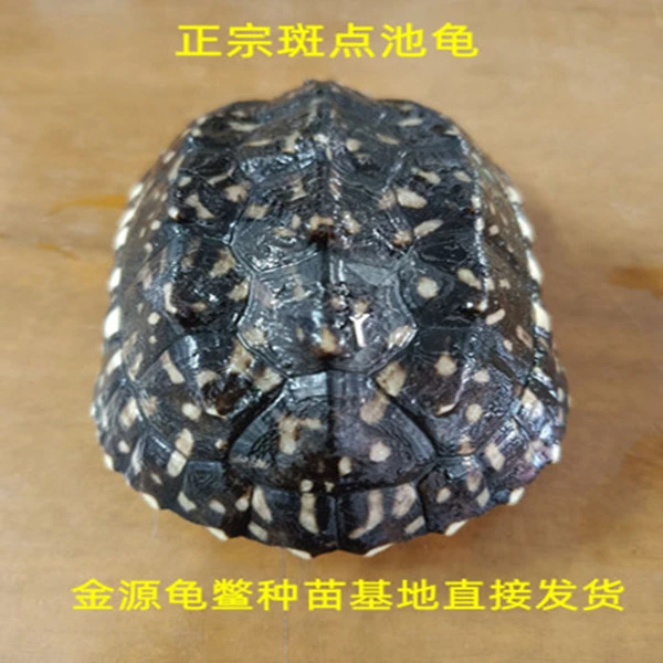 纯种斑点池龟碌（免费配送龟粮和养殖技术手册）