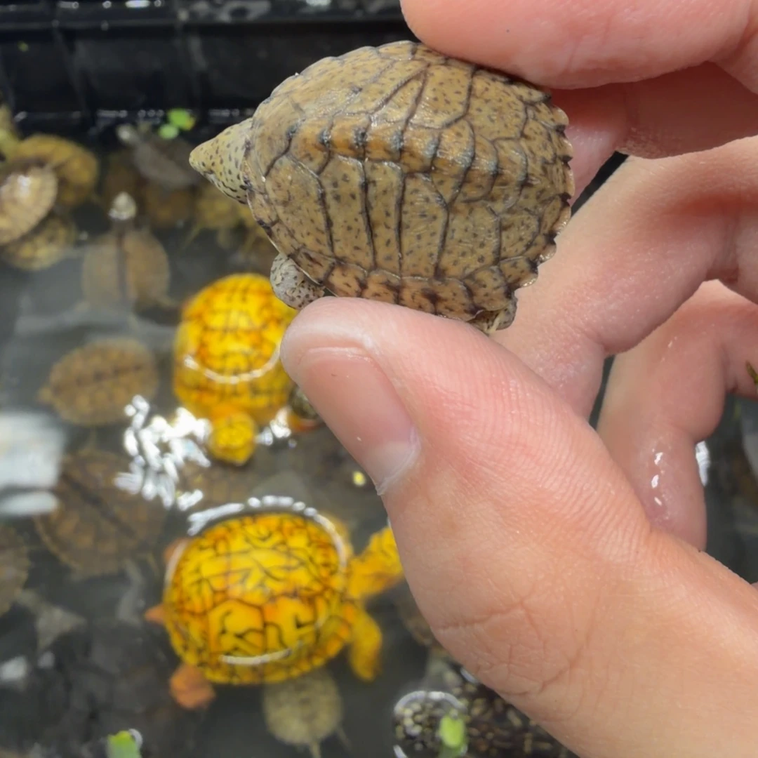 宠物龟不分公母剃刀