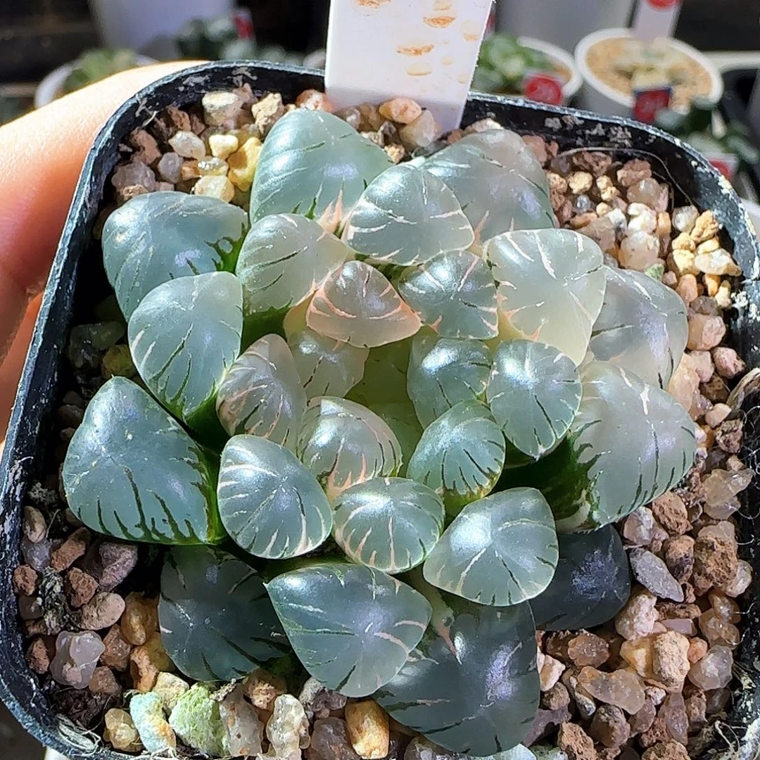 098号大窗冰灯玉露锦一物一拍带盆土