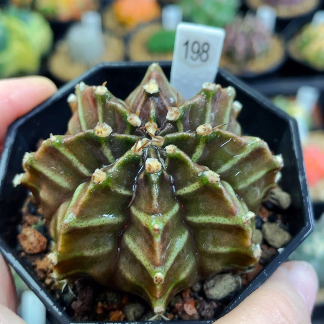 盆5公分满25包邮裸根发货