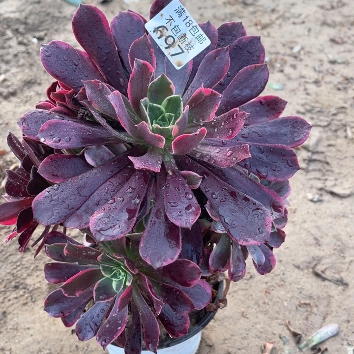 697金丝雀大手捧2法师