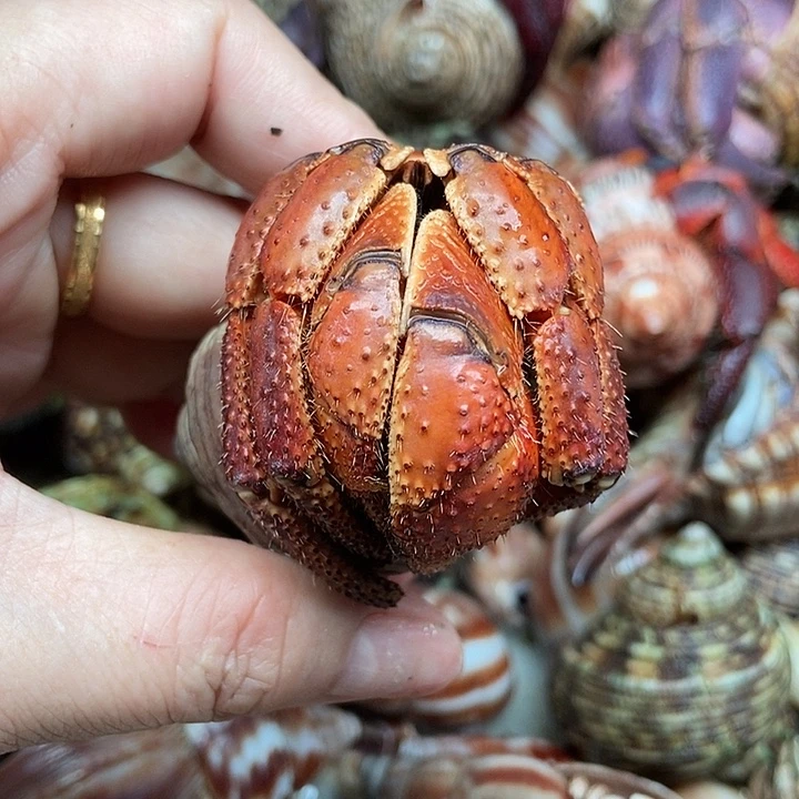 金色棘足断尖3.7口捡漏