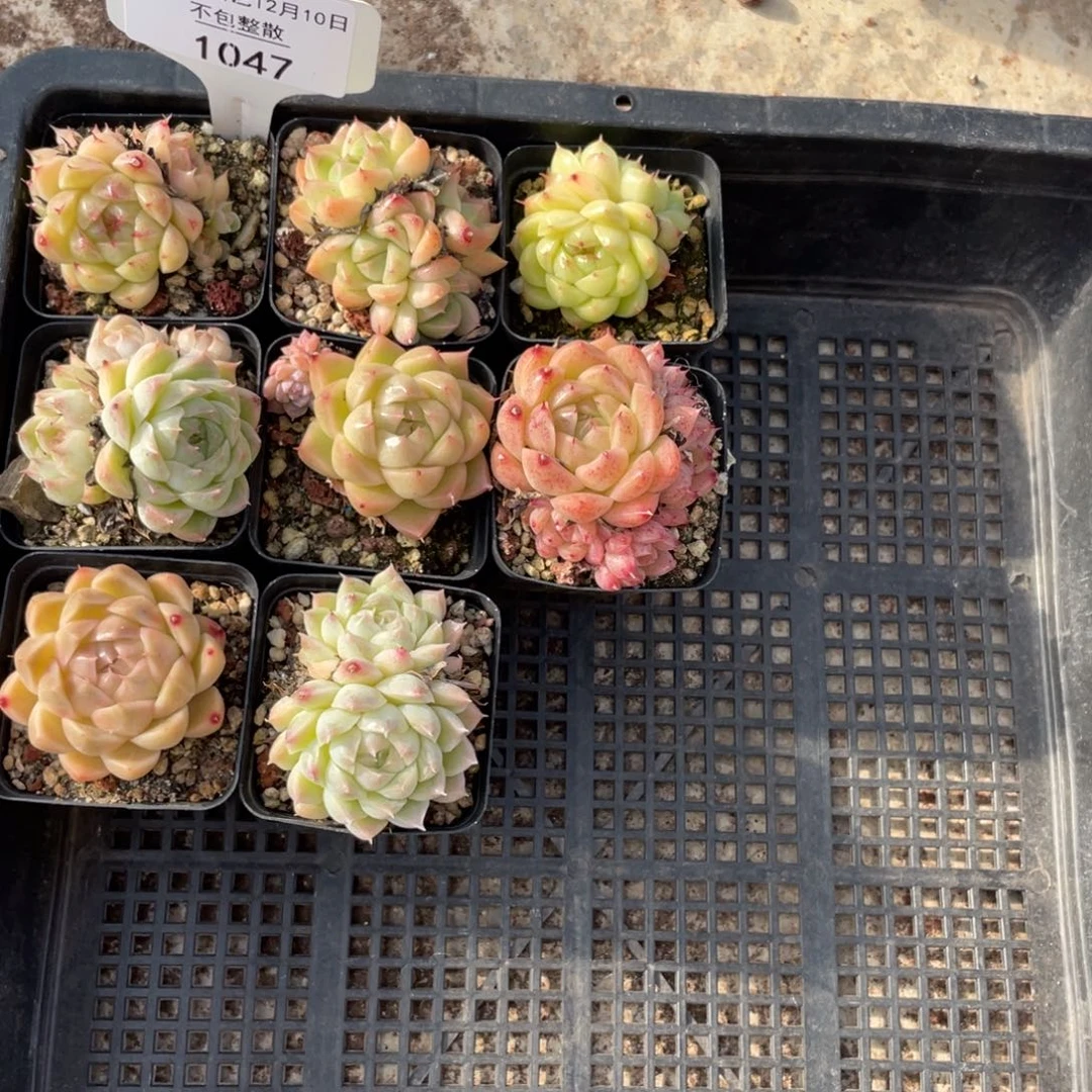 不包整散 盆子不售后1047