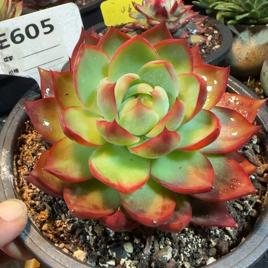 惊鸿一物一拍包装收缩花旱605