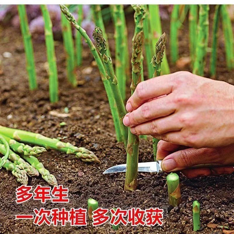 【全店满5元包邮】四季芦笋种子蔬菜种籽种根种苗种植庭院盆栽南