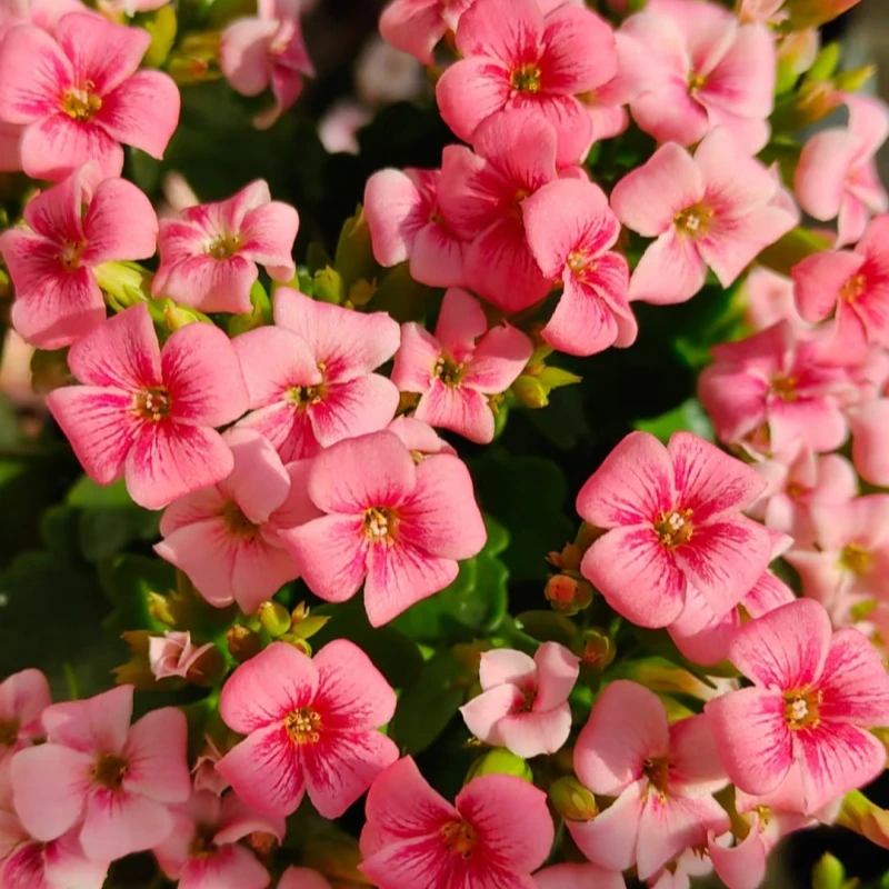 昊景 冷梅锦（史莱克） 长寿花130盆