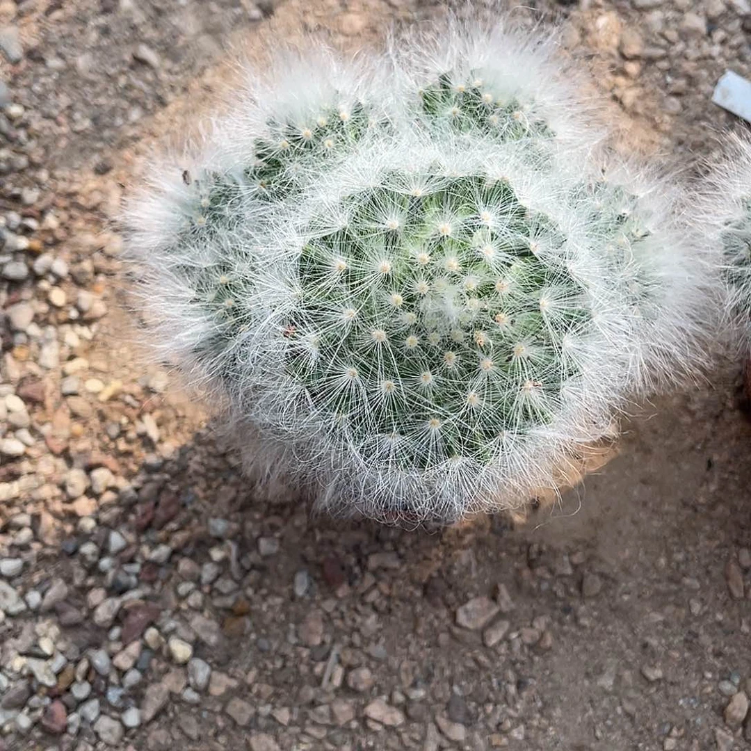 快****仙人球无刺丽光殿群生脱土