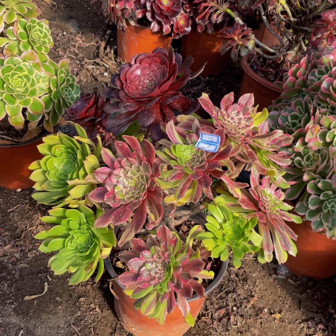 s****h3鲜花花脸粉黛鲜花