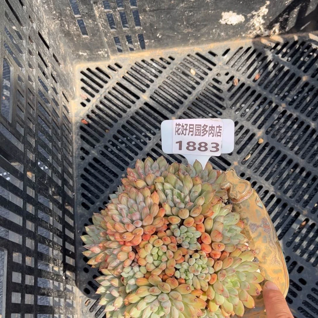 华***瑟多肉植物1883带盆
